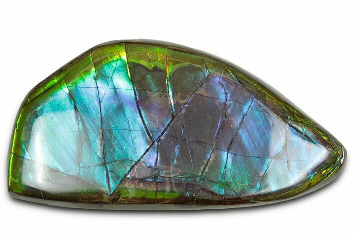 Flashy Ammolite (Fossil Ammonite Shell) - Green & Blues #350350